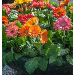 Gerbera - Gerbera 10/20cm K10,5cm