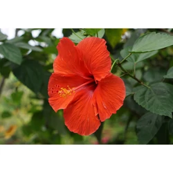 Hibiscus