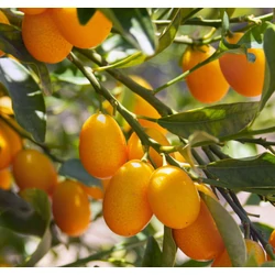 Citrusféle Kumquat (törpemandarin/koktélnarancs) ovális termésű - Citrus fortunella 'Margarita' 40/60cm K18cm