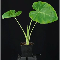 Leucocasia gigantea ‘Laos Giant’
