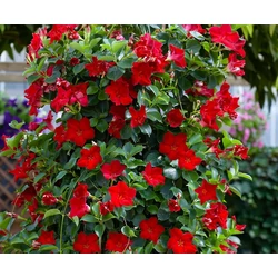 Mandenvilla (Dipladenia)