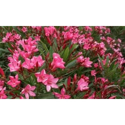 Nerium oleander