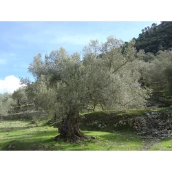 Olea europaea