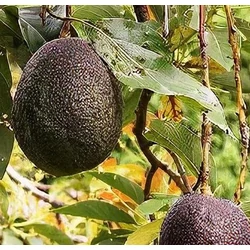 Persea americana 'Hass'