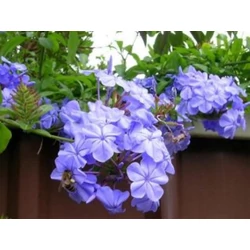 Plumbago ariculata