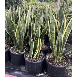 Sansevieria trifasciata 'Laurentii'
