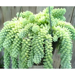 Sedum morganianum 'Burrito'