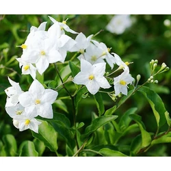 Jázmin csüngő (Jázmincsucsor, Burgonyaszőlő) - Solanum jasminoides 20/30cm K14cm
