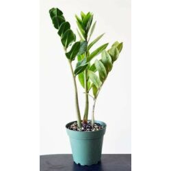 Agglegénypálma - Zamioculcas zamiifolia 20/30cm K12cm