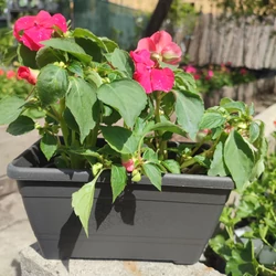Primula műanyag balkonláda+alátét antracit szürke 20cm