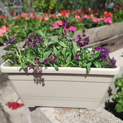 Primula műanyag balkonláda+alátét bézs 20cm
