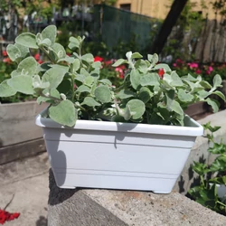 Primula műanyag balkonláda+alátét fehér 20cm