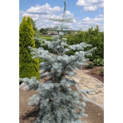 Abies concolor 'Violacea'