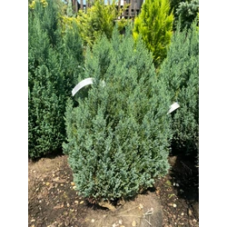 Chamaecyparis lawsoniana 'Ellwoodii Glauca'