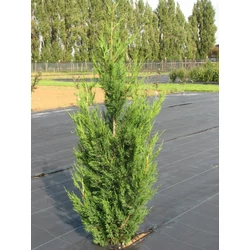 Cupressocyparis leylandii 'Green Rocket'
