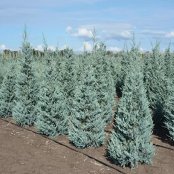 Ciprus arizoniai ezüstös kék - Cupressus arizonica 'Glauca' 100/125cm FL