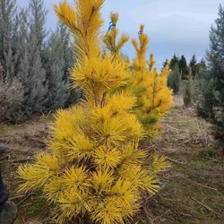 Pinus pungens 'Custer's Locks'