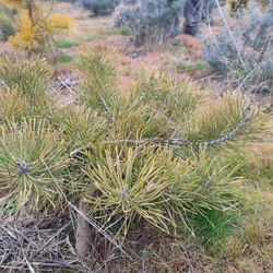 Pinus sylvestris 'Repens'