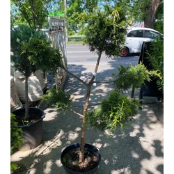 Juniperus 'Arany Eldorado'