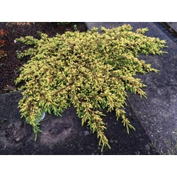 Juniperus communis 'Goldschatz'
