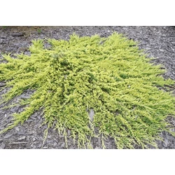 Juniperus horizontalis 'Golden Carpet'