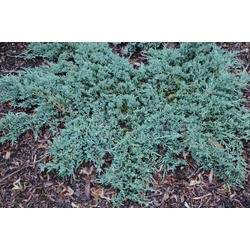 Juniperus horizontalis 'Icee Blue'