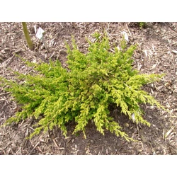 Juniperus procumbens 'Kishiogima'