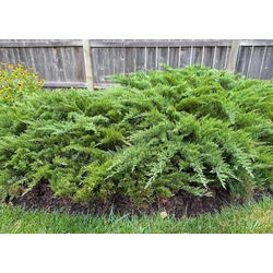 Juniperus sabina 'Broadmoor'