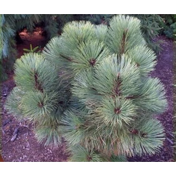 Sárgafenyő amerikai kék - Pinus ponderosa 'Dusty Blue' 40/60cm FL