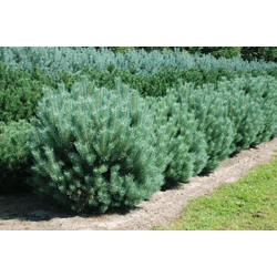 Pinus sylvestris 'Watereri Nana'