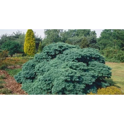 Pseudotsuga menziesii 'Fletcheri'