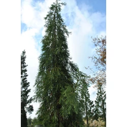 Sequoiadendron giganteum 'Barabits Requiem'