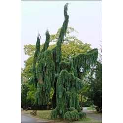Sequoiadendron giganteum 'Pendulum'