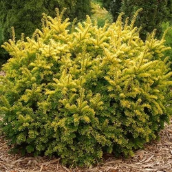Taxus baccata 'Semperaurea'
