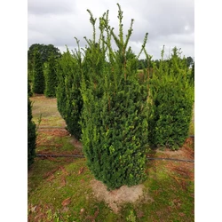 Taxus media 'Groenland'