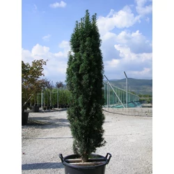 Taxus baccata 'Totem'