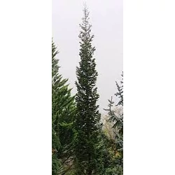 Jegenyefenyő oszlopos  - Abies alba 'Brinar' 200/250cm K40L