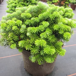 Abies koreana 'Brillant'