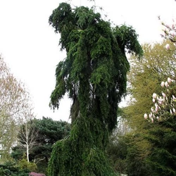 Abies nordmanniana 'Pendula'