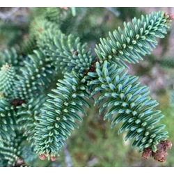 Abies pinsapo