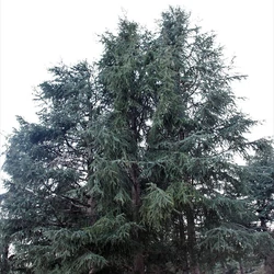 Cedrus libani atlantica