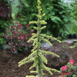 Cedrus libani atlantica 'Aurea'