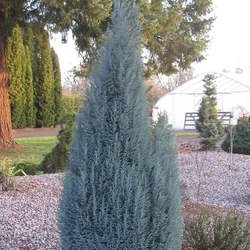Chamaecyparis lawsoniana 'Blue Dance'