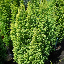 Chamaecyparis lawsoniana 'Ellwood's Gold'