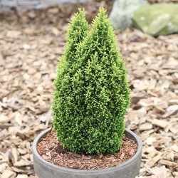 Chamaecyparis lawsoniana 'Ellwood's Gold Pillar'