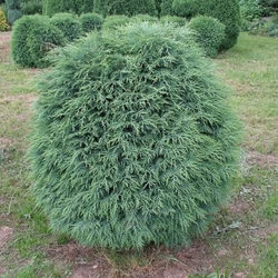 Chamaecyparis lawsoniana 'Mini Globus'