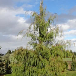 Chamaecyparis lawsoniana 'Pendula'