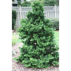 Chamaecyparis obtusa