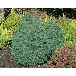 Chamaecyparis obtusa 'Wissel'