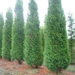 Cupressocyparis leylandii 'Blue Jeans'